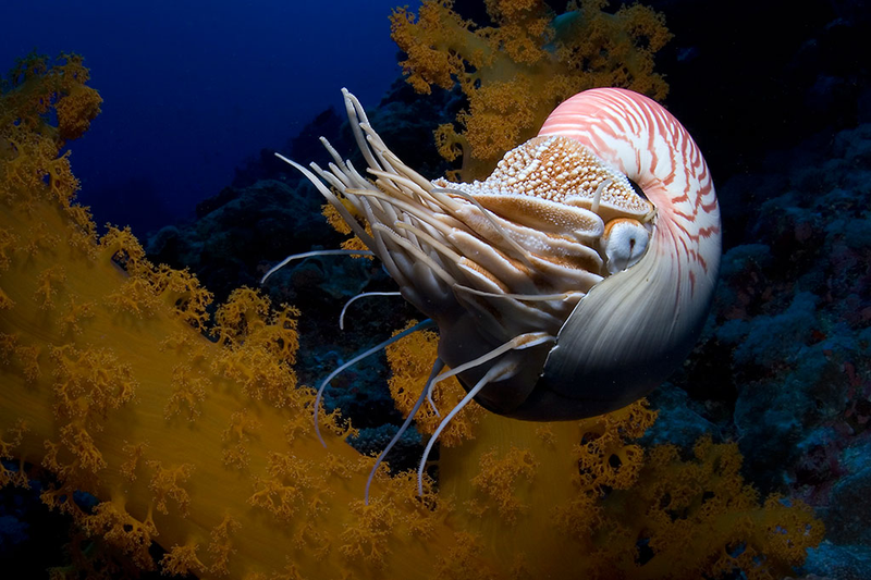 Illustration for article titled Incredible Photographs of Fractals Found in the Natural World